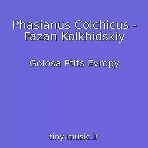 کاور آهنگ Phasianus Colchicus - Fazan Kolkhidskiy از Golosa Ptits Evropy