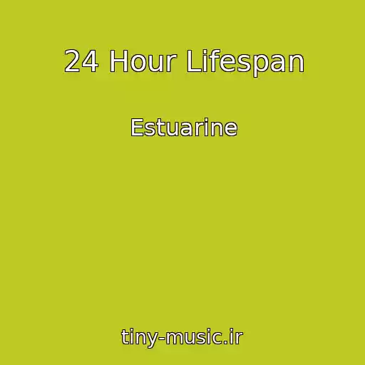 کاور آهنگ 24 Hour Lifespan از Estuarine