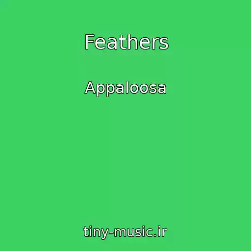 کاور آهنگ Feathers از Appaloosa