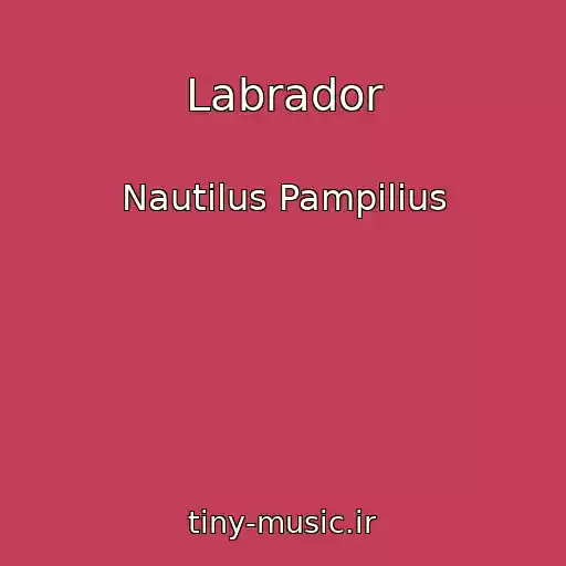 کاور آهنگ Labrador از Nautilus Pampilius