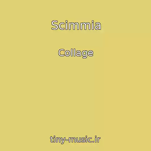 کاور آهنگ Scimmia از Collage