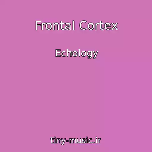 کاور آهنگ Frontal Cortex از Echology