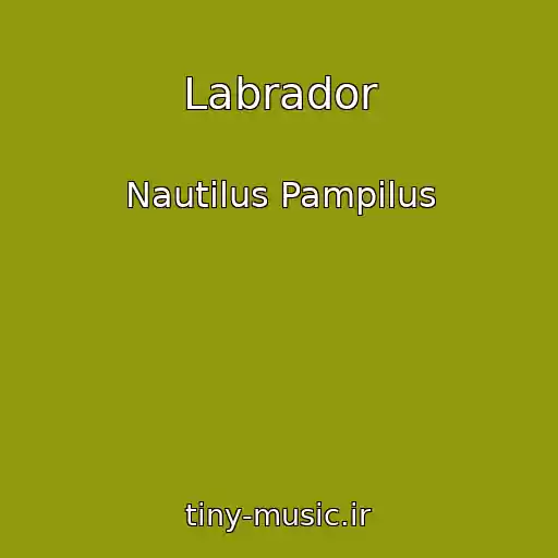کاور آهنگ Labrador از Nautilus Pampilus