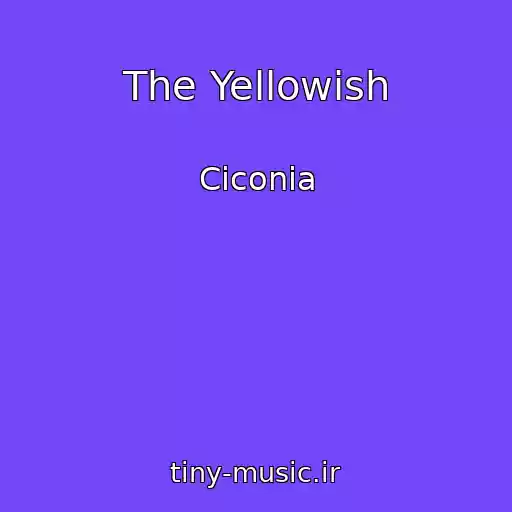 کاور آهنگ The Yellowish از Ciconia